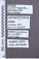 Etikette zu Oxynopterus minor (NHMW-ZOO-COL-0010449)